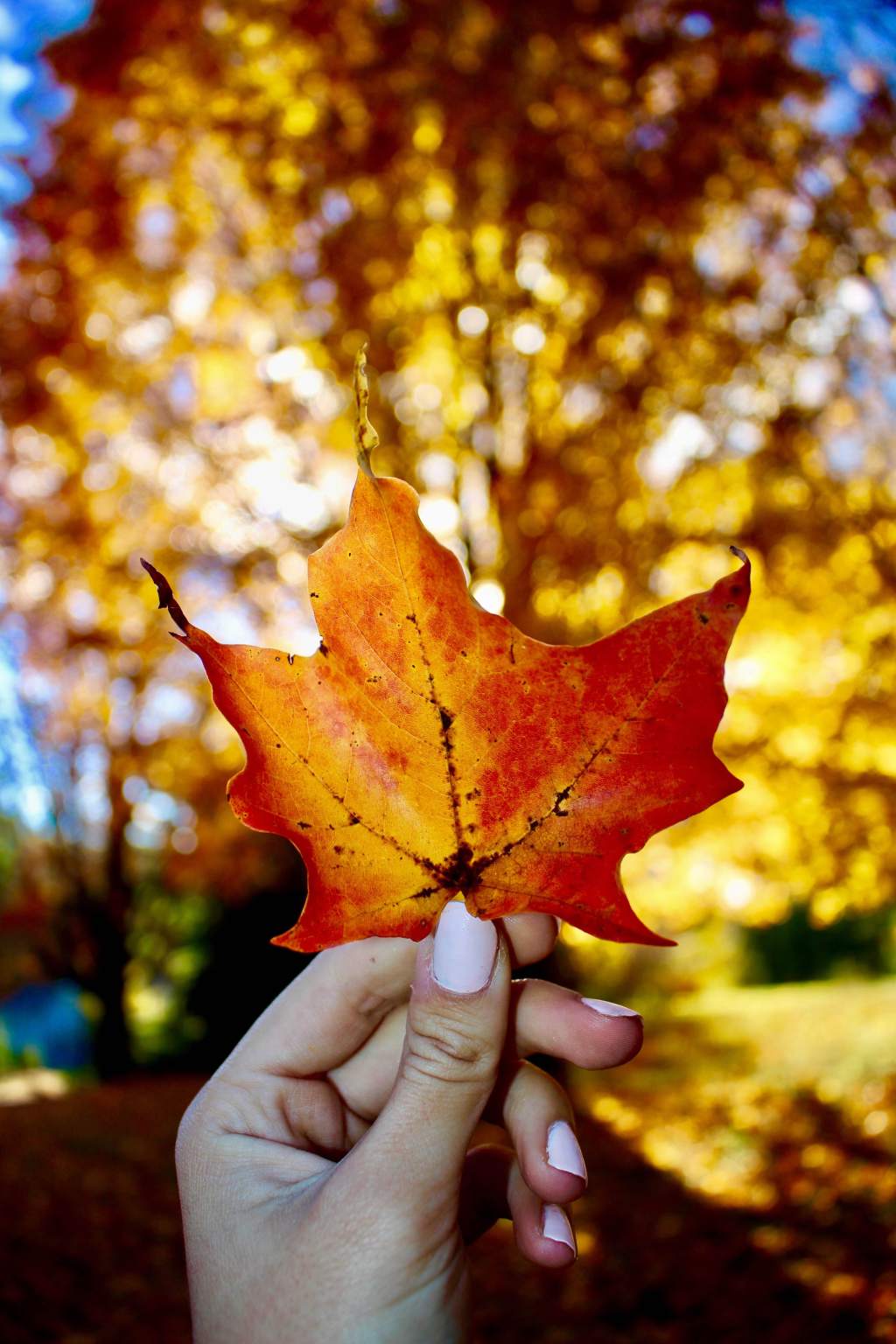 Thanksgiving Survival Guide