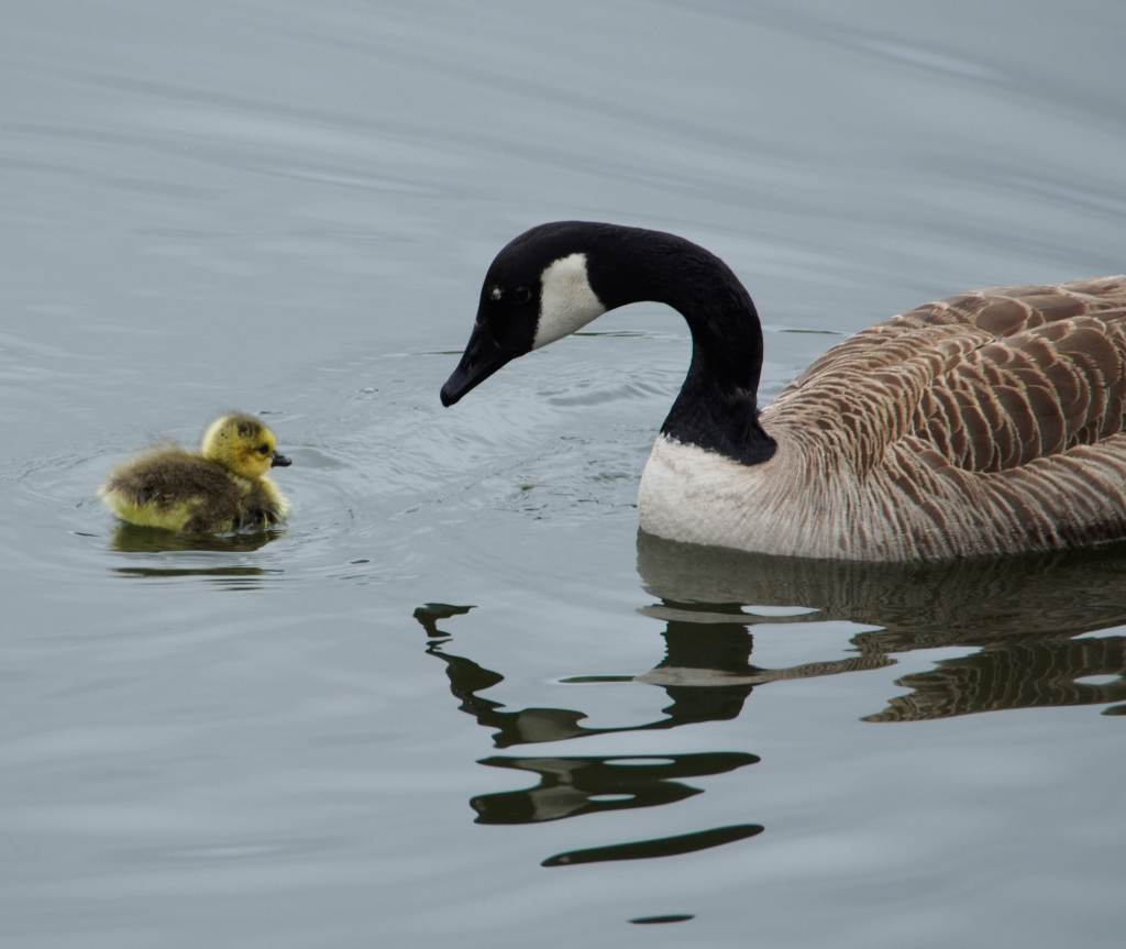 Marsh Madness: A Profile on&nbsp;Birdwatching