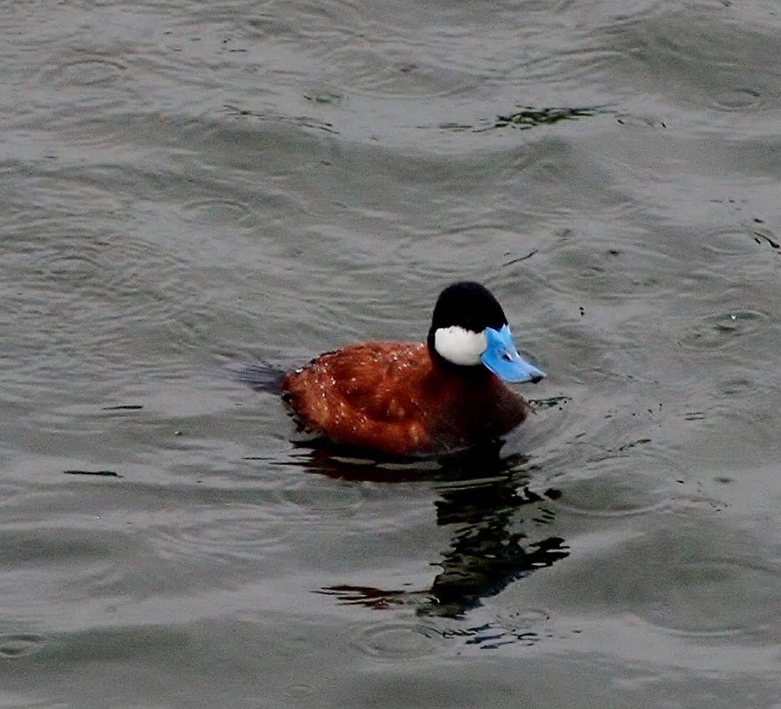 A visiting "Ruddy Duck", first one I"ve ever seen here.